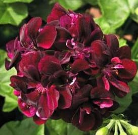 Double Flowering, Ivy League Burgundy Geranium Starter