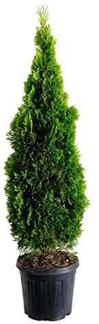 KENTIS - Thuja Smeraldo - Thuja Occidentalis Golden Smaragd - Piante Vere da Esterno Sempreverdi - Pianta da Siepe - H 125/150 cm Vaso Ø 28 cm