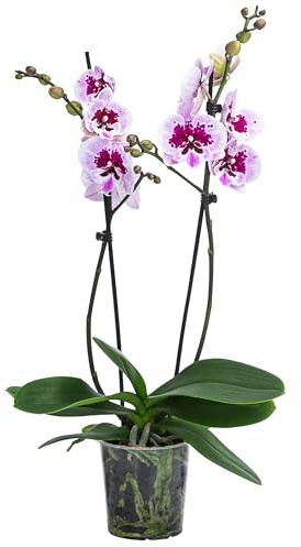 Dehner Schmetterlingsorchidee Aladdin, pink-weiß, 40-50 cm, Ø Topf 12 cm | Phalaenopsis cultivars, zweitriebige Zimmerpflanze, blühend, für helle Standorte ohne direkte Sonne