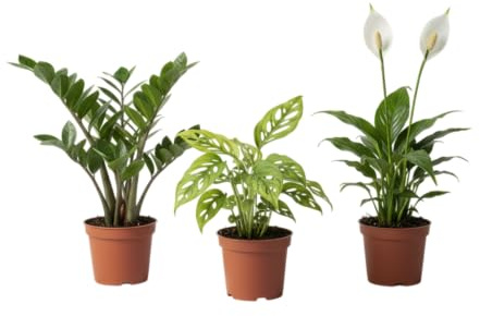 DECOALIVE Essential Nature Pack| Monstera Adansonii, Espatifilo y Zamioculcas el Trío Perfecto de Plantas Naturales para Cuidar tu Bienestar
