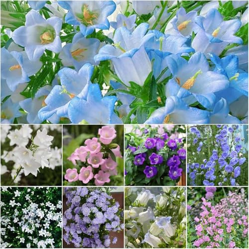 glockenblume deko - blumensamen frühlingsblumen balkon pflanzenkübel gartensamen kübelpflanzen zimmerpflanzen winterharte stauden mehrjährig 550samen