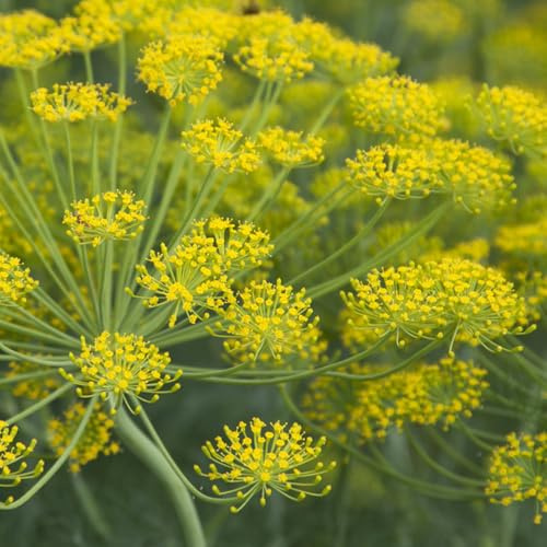 Semi di aneto - balcone prodotti sostenibili per giardinieri semi di selvatiche raro esotico resistenti per giardini 500pcs
