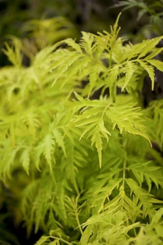 Sambucus racemosa 'Golden Lace' 40-60 cm – Winterhart, Mehrjährig, Pflegeleicht – Roter Holunder – Heckenpflanze für Garten & Sichtschutz