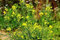 90 semillas de flores de lavanda marina amarilla