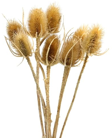 Trockenblumen Distelkarden für Herbstdeko und Floristik, 8 Stück