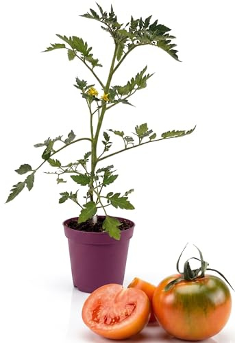 Pianta Pomodoro Camone in Vaso | Pomodorini Sardi dal Gusto Intenso e Croccante | Pianta Orto Facile da Coltivare per Balcone e Giardino | Produzione Abbondante | Ideale per Coltivazione Domestica