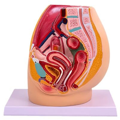 Zambuph Modelo de anatomía reproductiva de Pelvis. Ayuda Visual de simulación para una comprensión de la anatomía Humana. simulación. PVC. Detallado.