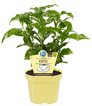 Bio Echter Kaffee Pflanze, (Coffea arabica), Kräuter Pflanzen aus nachhaltigem Anbau (1 Pflanze, je im 12cm Topf)