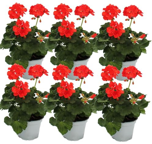 Exotenherz - Géraniums debout – Pelargonium zonale – Pot de 12 cm – Lot de 6 plantes – Rouge clair