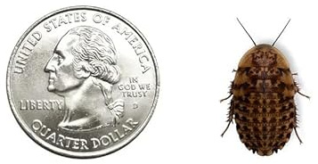 Dubia.com 75 Large 3/4 1 Discoid Roaches Live, Feeder Insect for Reptiles & Amphibians, NutrientRich Roach Bug, Manageable Size, Easy Care, Hardy Nature and No Odors