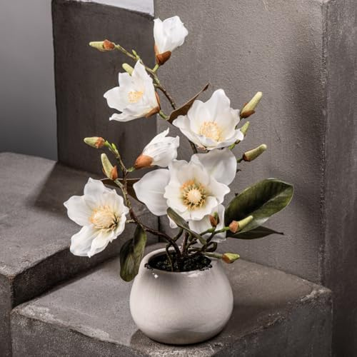 Arbustes Magnolia Artificiels Haut de Gamme avec Fleurs Crèmes Réalistes en Pot Céramique Craquelé Crème - Plante Décorative Éternelle, Idéale Décoration Salon, Bureau & Cadeau Chic