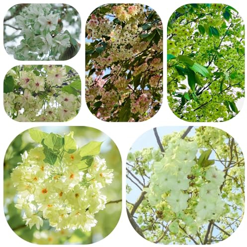árbol de cerezo para plantar semillas, flores de jardín, plantas balcón cerezo ornamental flor, plantas resistentes Semillas flores aptas para las abejas, exóticas hierbas, bonsái 55pcs