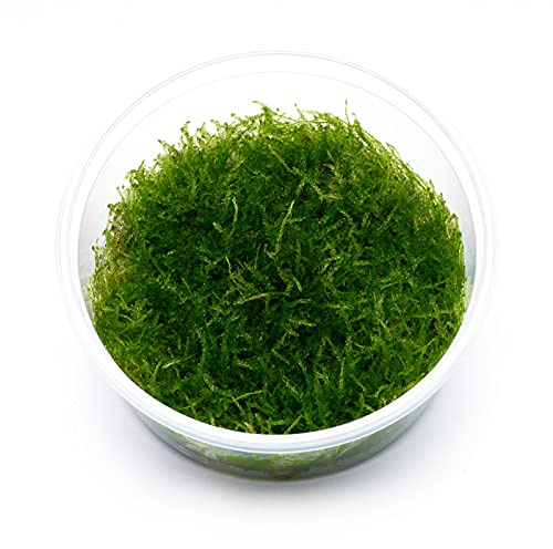 Taxiphyllum sp. barbieri - Robustes Javamoos in vitro XL im 8,5-cm-Becher | Pflegeleichtes Javamoos zum Aufbinden auf Steine und Wurzeln - ideal für Aquascapes, Garnelenbecken und natürliche Verstecke.