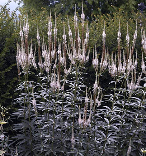 Virginischer Riesen Ehrenpreis Album - Veronicastrum virginicum - lebende Gartenpflanze aus den Baumschulen