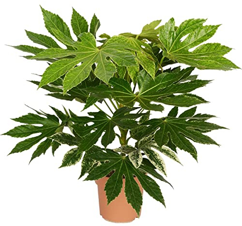 Fatsia Japonica Arbusto Natural de Interior Perfecto para Decorar
