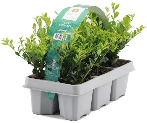 GardenersDream 6X Ilex Crenata 'Jenny' – Pflegeleichte, Robuste Immergrüne Heckenpflanzen – Ganzjährige Sträucher für Beeteinfassungen und Formschnitt