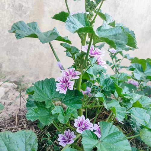 600 piezas semillas malva - semillas de jardín de del prado resistentes al invierno para balcones, pequeños