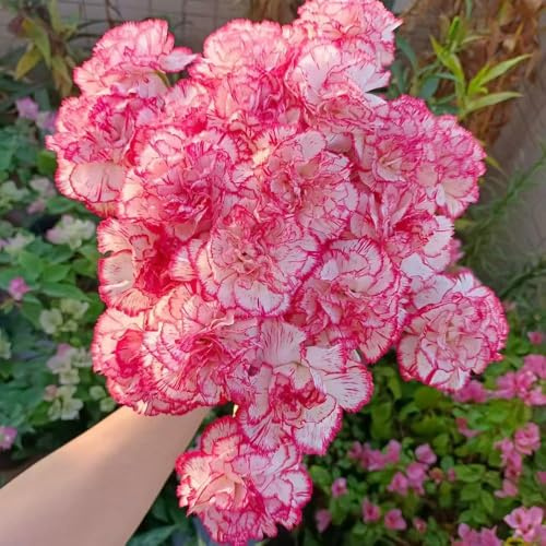 semi di chiodo resistenti all'inverno per balconi bonsái di interni bonsái giardino letto elevato per balcone rocce resistenti 40pcs