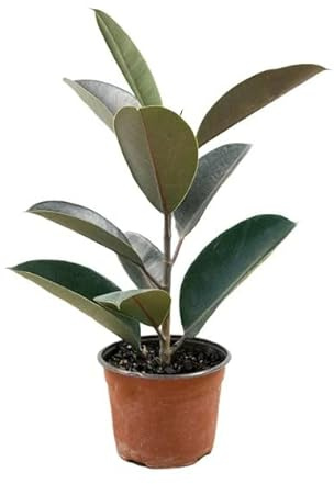Ficus - Ficus Elastica - Natural Árbol Ideal para Decorar
