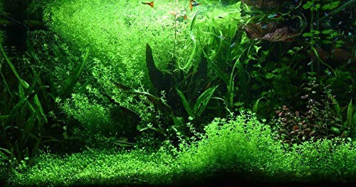 Plants Fish Tank Aquarium Grass Seed Plants Seeds Flower Pots Planters Home Garden Mixed 50 Seeds/Pack