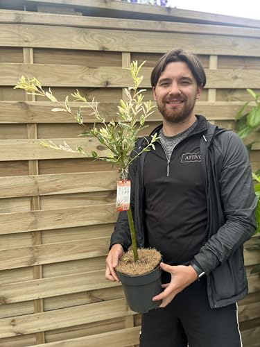 Salix Flamingo | Dwarf Flamingo Tree | Hardy Potted Patio Tree | 60-70cm