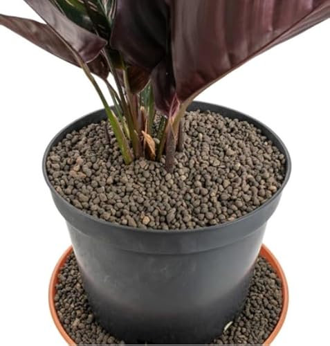 Grade 1mm-4mm Clay Pebbles, Hydroton or LECA-Lightweight Expanded Clay Aggregate, Heated Clay - used in hydroponic systems, aquaponics, and as a growing medium for plants. (25L 1MM-4MM)