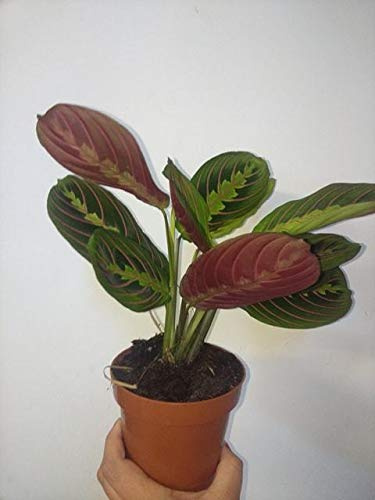 Portal Cool Maranta tricolor leuconeura Fascinator Casa planta en un pote Planta de interior 12Cm