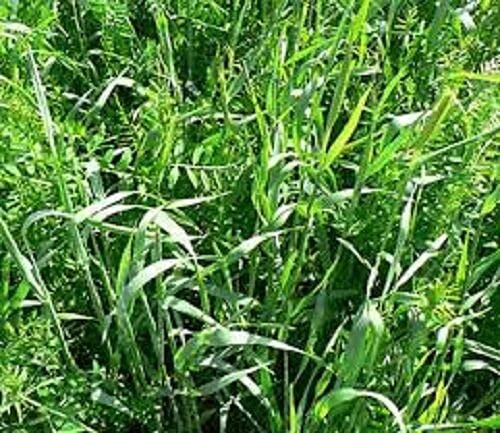 50g Seeds of Rye & Vetch Tares Winter Green Manure