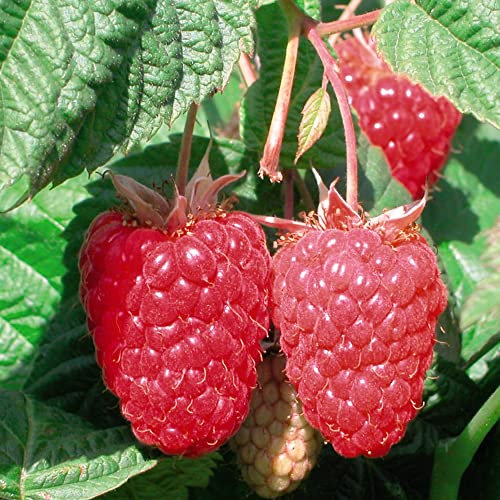 Raspberry Canes Ready to Plant UK 'Cascade Delight' Summer Fruiting Rubus idaeus Hardy Shrub Easy to Grow Your Own Garden Fruit, Supplied as 6X Canes by Thompson and Morgan (6)