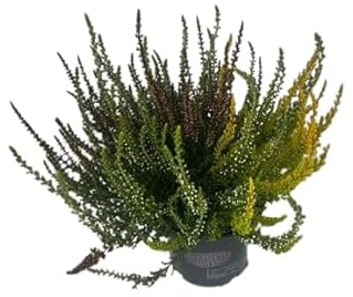 Calluna Mix Color - Planta Mediterránea de Exterior y de Fácil Cuidado