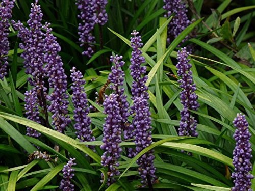 Stauden Gänge 3 x Liriope muscari 'Lilac Wonder' Lilientraube winterhart | Niedriges Ziergras für Sonne bis Halbschatten, Blüte August bis Oktober, mehrjährig, 1 L Topf (11x11 cm)