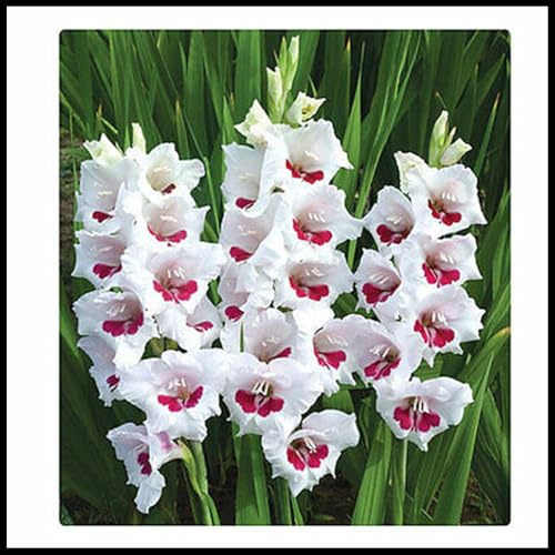 Garden,2025 Winterhart zwiebeln, Mysteriöse magische Glühbirne, Winterhart pflanzen, Blumenzwiebel Mix, Mehrjährige Blumenzwiebel-5 Gladiolen Zwiebeln-J