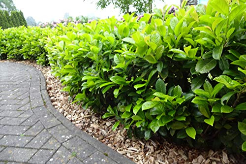 50st. Kirschlorbeer Novita 40-60cm im Topf reine Pflanzenhöhe Pflanzen Prunus laurocerasus Lorbeer Gartenhecke immergrüner Sichtschutz Kirschlorbeerhecke