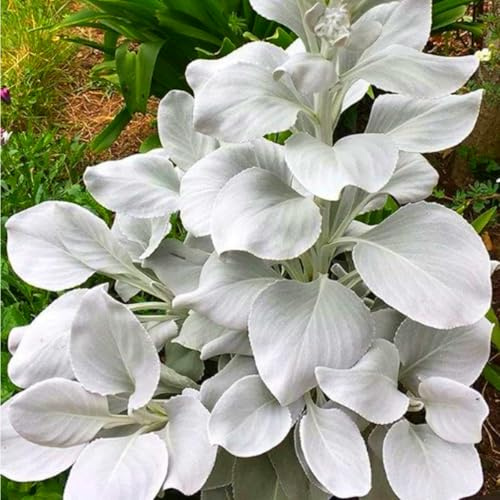 Bulbi di hosta resistenti (senza semi, non artificiali), pianta ornamentale perenne, splendida, profumata, da piantare in giardino-3 bulbi-F