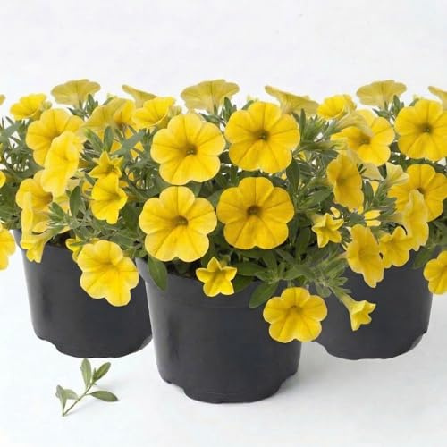 Calibrachoa Yellow Jambo Unique Petunia gul Surfinia | 3 krukväxter | Bländande gula vårblommor | Prydnadsväxt för balkong, planteringskärl, trädgård | Riklig blomning