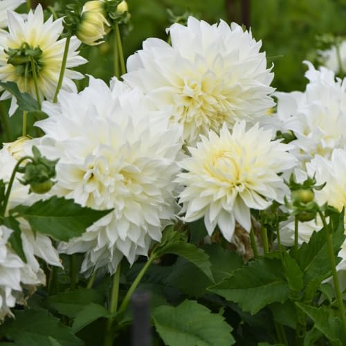 Dahlia Dinner Plate White Perfection - Giant Blooms for Stunning Gardens, for Borders and Pots, Elegant White Flowers, Extended Summer Bloom, Easy Care Dahlia Tubers - 1x Tuber by Thompson & Morgan