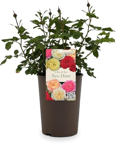 Beautiful White Gift Rose -  For Your New Home - Gift Wrap Included | Modern Garden Hybrid Bush Rose - 3L Potted Floral Flowers