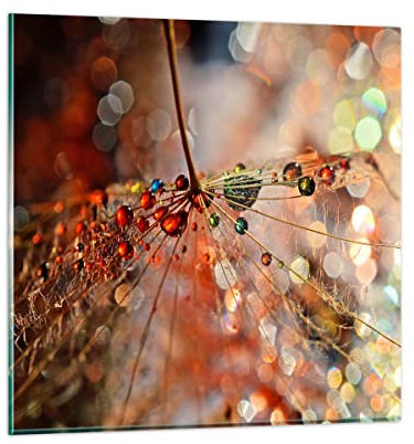 Bilder auf Glas Spinnennetz modern Glasbild 30x30cm Wandbilder Dekoration Wohnzimmer Schlafzimmer Küche Deko Klein Wanddeko Bild im Glas Wand Kunstdruck Art Modern Wall Decor Glasdruck GAC30x30-3774