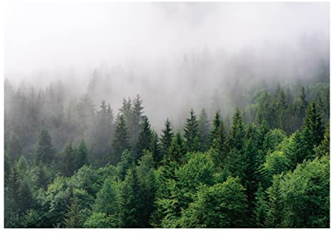 Papel Pintado Bosque Niebla Árboles Salón Dormitorio 368x254 cm - Incluye Pegamento - Fotomurales Pared Tejido No Tejido Decorativos Murales Fotográfico XXL Moderno Decoración de Paredes