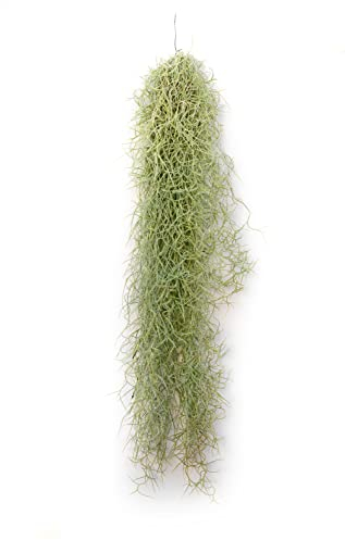 PLANDAIRE - Piante Tillandsia Usneoides - Tillandsias Capelli di Fata - Garofano Pianta - Pianta Figlia del Vento - Piante Senza Terra - Muschio Vero (1, 20-30 cm)