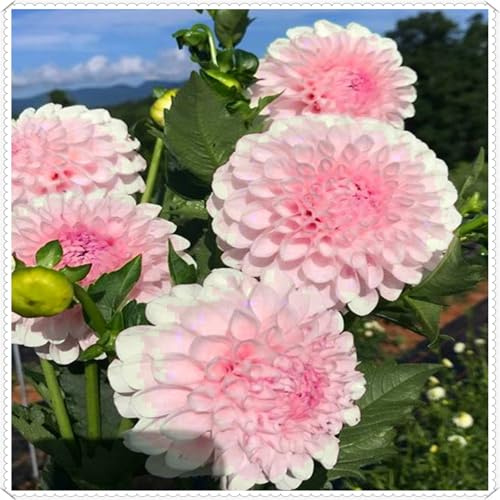 Elegante und wunderschöne Dahlien – winterharte, mehrjährige, dekorative Dahlien für drinnen und draußen