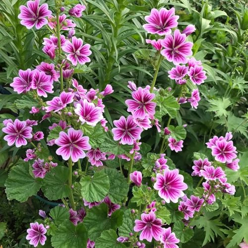 malva selvatica - semi di malva per gli amanti del giardino fiorito sul balcone d'appartamento rare semi di tappezzanti, perenni, resistenti all'inverno 200pcs
