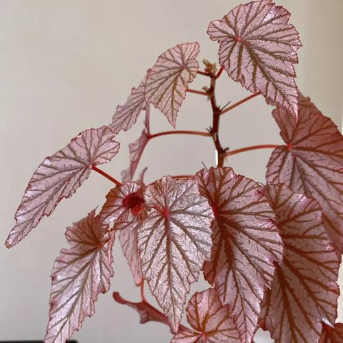 begonia de balcón begonias de ornamentales Decoraciones otoñales un jardín resistente primavera, resistentes en 400semillas