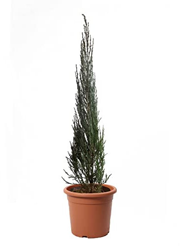KENTIS - Wacholder Pflanze mit Jutedekoration für Vase - Juniperus Virginiana Blue Arrow - Echte Winterharte Pflanzen für Garten - Hoch 125-150 cm Topf Ø 24 cm