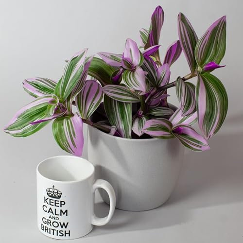 Hanging Plant - House Plants Tradescantia Nanouk, Real Indoor Trailing Plants in 13cm Pot, Tropical Plants UK