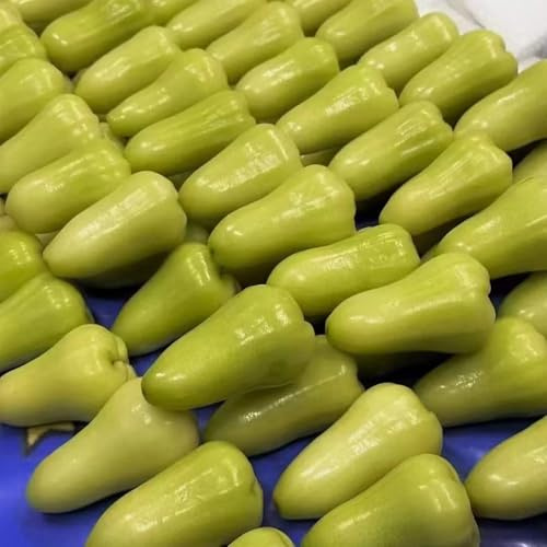 Semi di Syzygium samarangense biologici da colonnari rare di sapote, resistenti da balcone colonnari da resistenti 125pcs