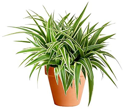 DECOALIVE Chlorophytum con Maceta de Cerámica Cinta, Planta Araña o Lazo de Amor Planta de Interior