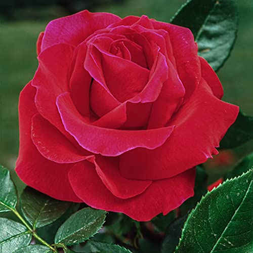 BRECK'S - Mister Lincoln Dormant Bare Root Hybrid Tea Rose, Includes one Plant per Order