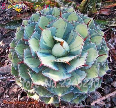 Bloom Green Co. 100 pc/Sacchetto Semi di Aloe Cactus Agave, Piante succulente Rare Bonsai Semi Agave-Americana Vaso Agave Piante per Il Giardino Domestico: 9