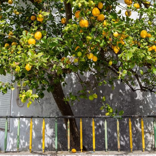 100 semillas de limonero amarillo